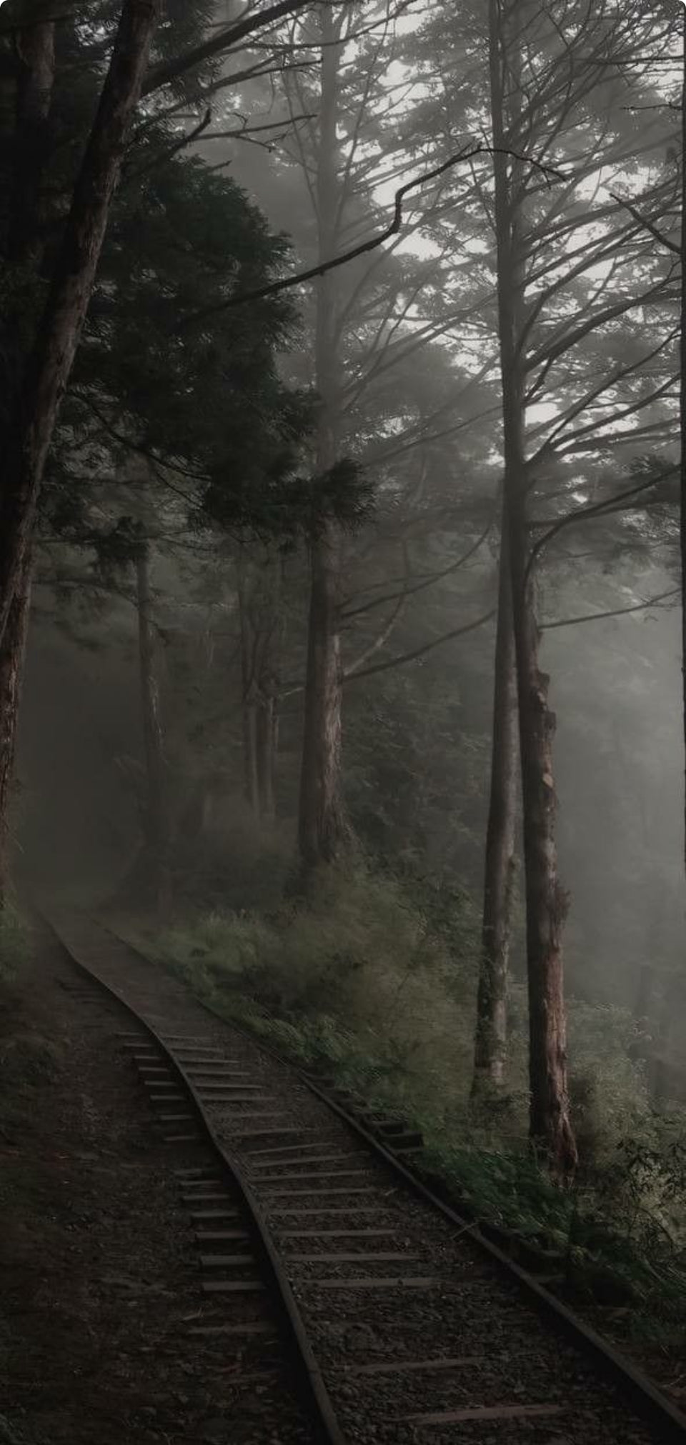 Forest Fog