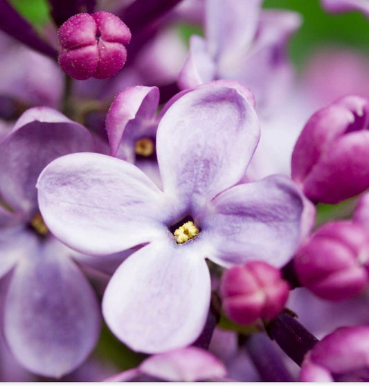 Fresh Cut Lilacs        💜🌸💜