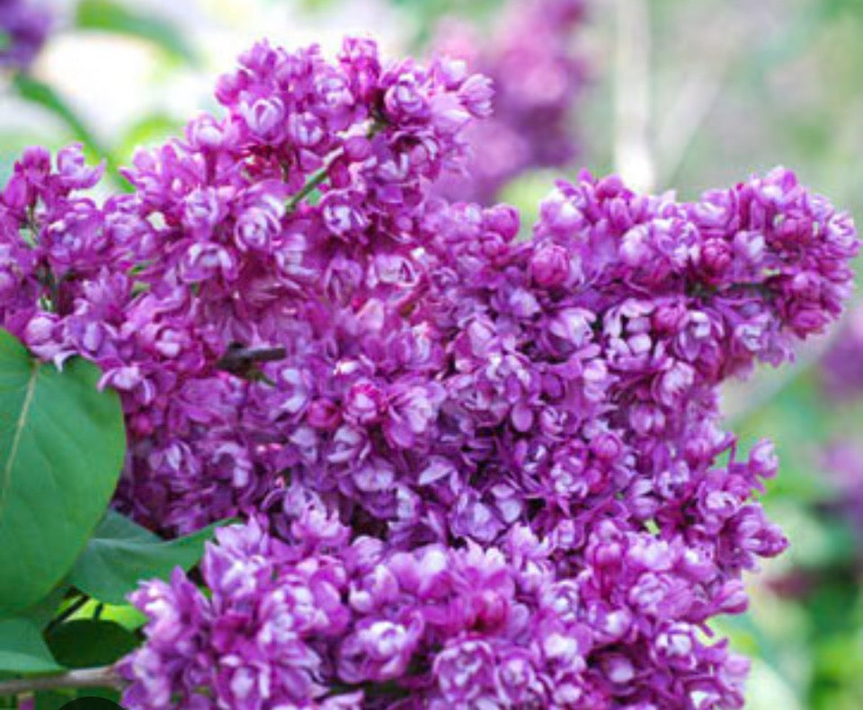 Fresh Cut Lilacs